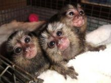 3 month old Finger Marmoset Monkeys