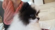 Teacup Pomeranian/ Pomeranian
