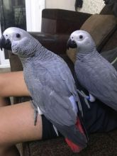 Pair African Grey Parrot available for any new home