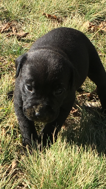 Pitbull cross puppies for sale Image eClassifieds4u
