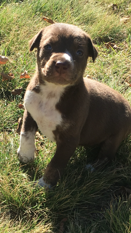 Pitbull cross puppies for sale Image eClassifieds4u