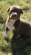 Pitbull cross puppies for sale
