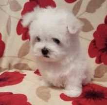 Male and female Maltese puppies for pet lovers.