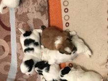 Puppies not ready to be rehomed until Nov 17