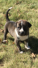 Pitbull cross puppies for sale Image eClassifieds4u 2
