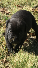 Pitbull cross puppies for sale Image eClassifieds4u 3