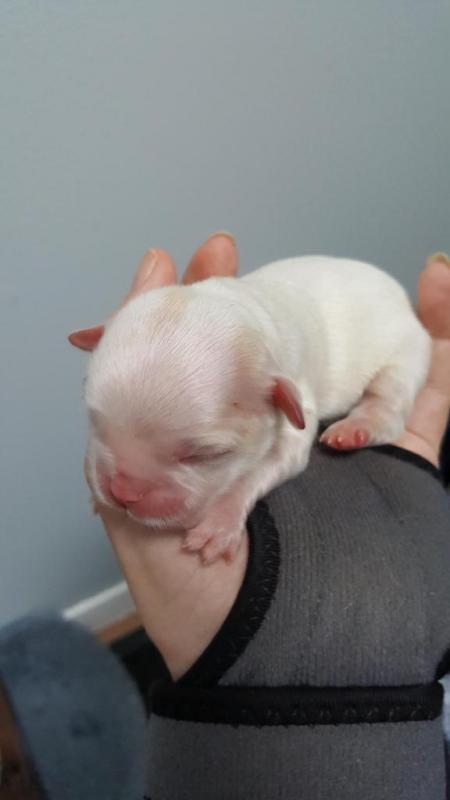 Puppies not ready to be rehomed until Nov 17 Image eClassifieds4u