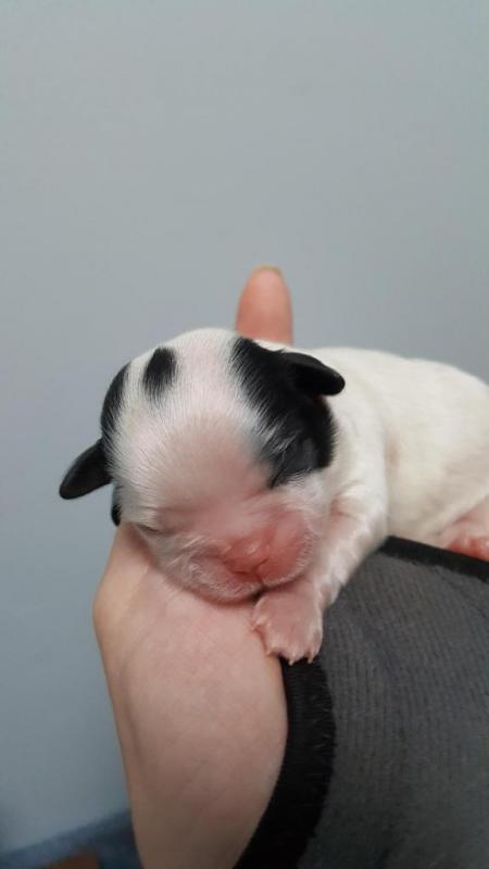 Puppies not ready to be rehomed until Nov 17 Image eClassifieds4u