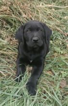 Labrador Retriever Puppies