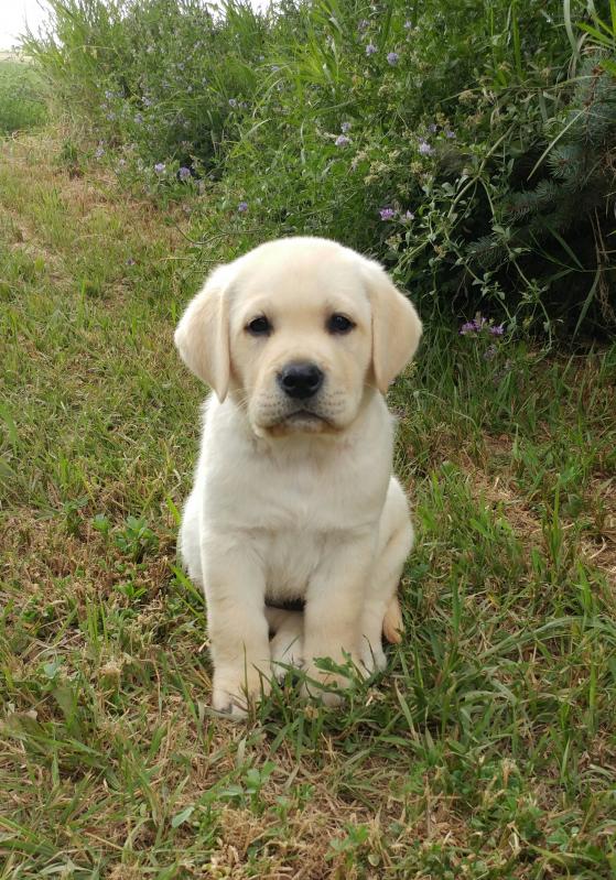 Labrador Retriever Puppies Image eClassifieds4u