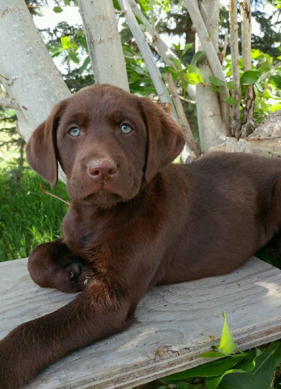 Labrador Retriever Puppies Image eClassifieds4u
