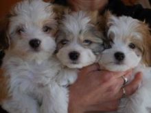 Havanese Puppies Available for sale