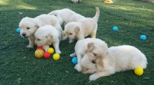 Golden Retriever Puppies for sale Call/Text (817) 668-0497