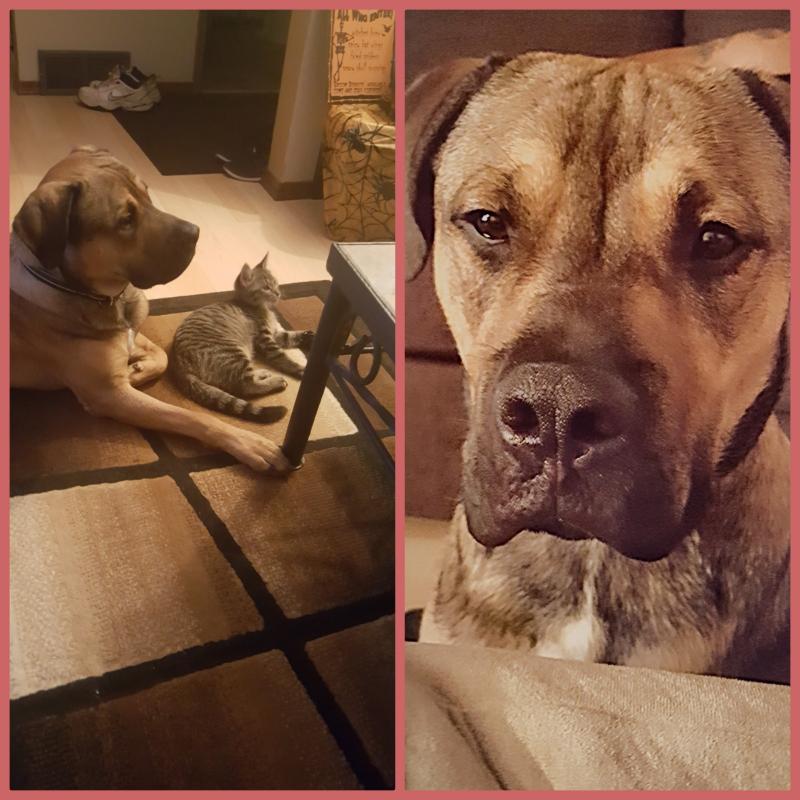 11 month old male American bull cross rotti Image eClassifieds4u