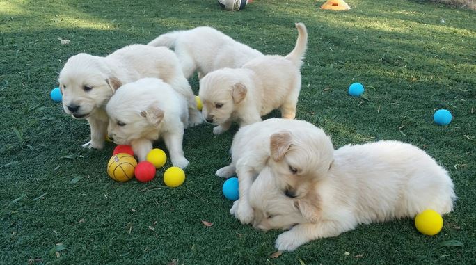 Golden Retriever Puppies for sale Call/Text (817) 668-0497 Image eClassifieds4u
