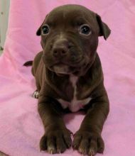 puppies for sale