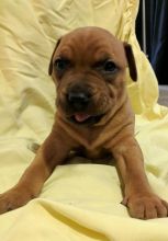 puppies for sale Image eClassifieds4u 4