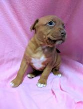 puppies for sale Image eClassifieds4u 2