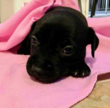 puppies for sale Image eClassifieds4u 3