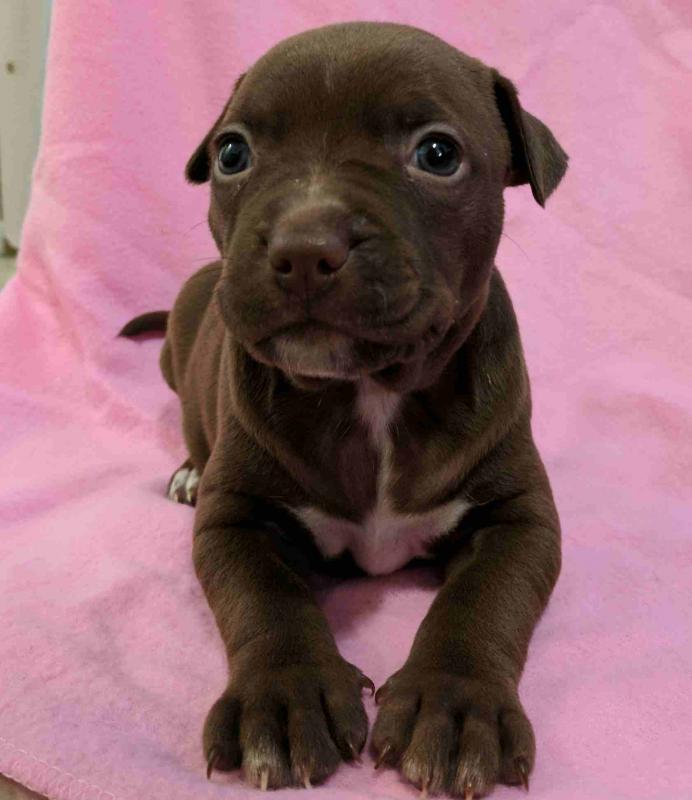 puppies for sale Image eClassifieds4u