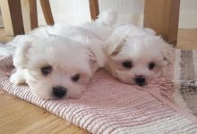 Maltese Puppy