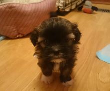 shih tzu Puppies