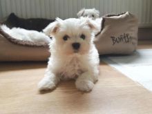 Maltese Puppy Image eClassifieds4u 4