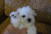 Maltese Puppy Image eClassifieds4u 3