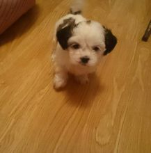 shih tzu Puppies Image eClassifieds4u 4