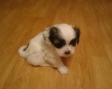 shih tzu Puppies Image eClassifieds4u 3