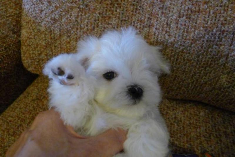 Maltese Puppy Image eClassifieds4u