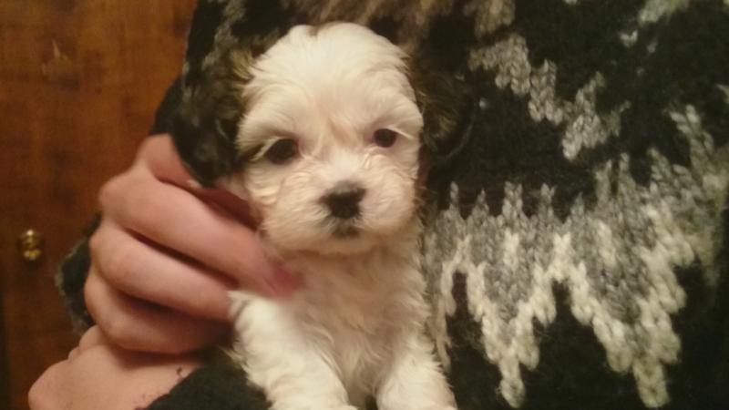 shih tzu Puppies Image eClassifieds4u