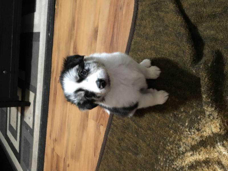 Purebred Border Collie Puppies Image eClassifieds4u