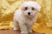 Male and female Maltese puppies Image eClassifieds4U