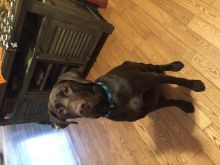 CHocolate lab Image eClassifieds4U