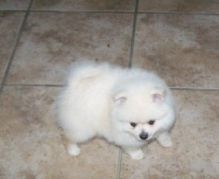 Healthy Pomeranian puppies looking for Re-homing.