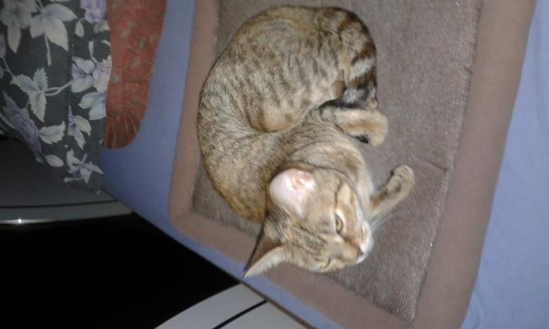 3 adorable kitties Image eClassifieds4u