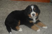 Bernese Mountain Puppies