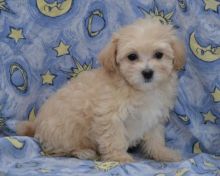 Maltipoo Puppies Image eClassifieds4U