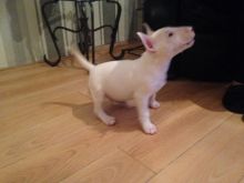 Bull Terrier Puppies