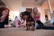 Male and Female Awesome Small Yorkie puppies