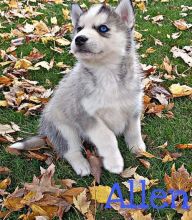 Outstanding Siberian Husky pups ready for adoption