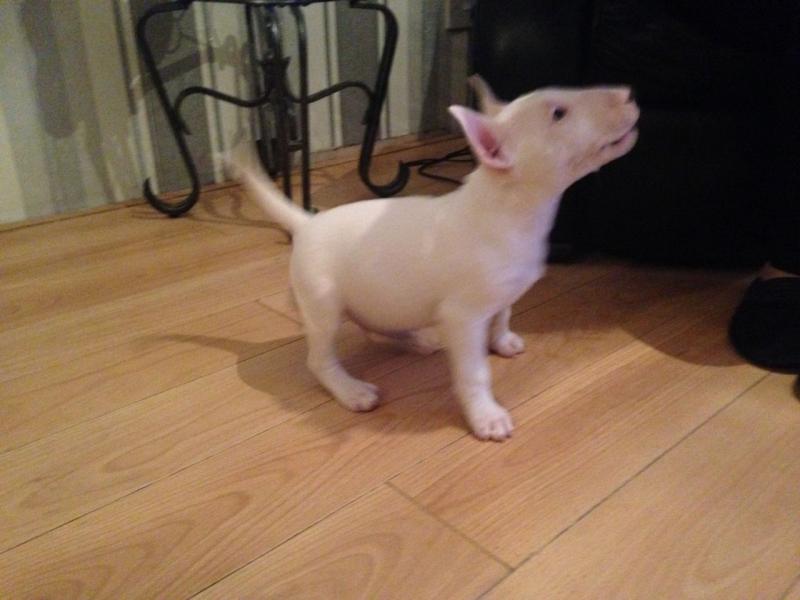 Bull Terrier Puppies Image eClassifieds4u