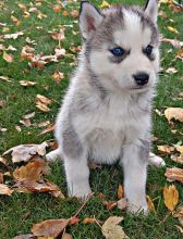 Outstanding Siberian Husky pups ready for adoption Image eClassifieds4u 3