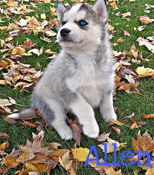 Outstanding Siberian Husky pups ready for adoption Image eClassifieds4u