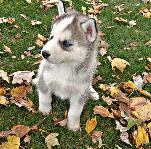 Outstanding Siberian Husky pups ready for adoption Image eClassifieds4u