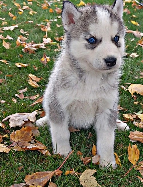 Outstanding Siberian Husky pups ready for adoption Image eClassifieds4u