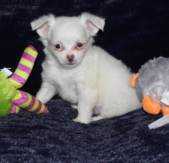 🎅🎅 Chunky 🐕 Christmas 🐕 Ckc 🐕 Chihuahua Puppies 🐕 Available 🎅🎅 Image eClassifieds4u