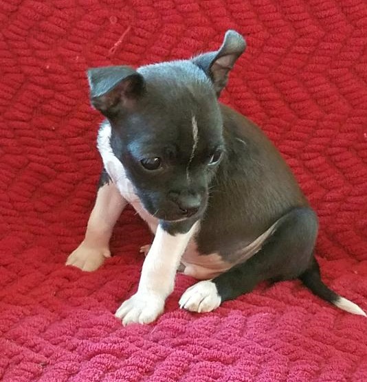 🎄🎄 Amazing 🎅 Boston Terrier Puppies 🎄🎄 Image eClassifieds4u