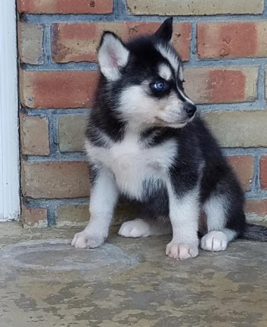🎅🎅 Staggering 🐕 Siberian Husky Puppies 🎅🎅 Image eClassifieds4u
